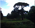 Cedar tree, park of Mamhead House in EX6 8HP