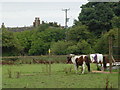 Ponies in field behind Bullace Trees Farm in WF15 6NX