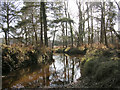 The Latchmore Brook in the Alderhill Inclosure, New Forest in SP6 2PZ