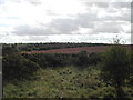 Gorse and farmland in NG21 0AW