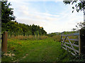 Copse near Bottomstead Farm in RG20 0AL