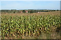Field of Maize at Kilcot in GL18 1NQ
