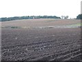 Tattie field, Easter Friarton. in Drumoig