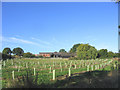 Tree Planting, Martines Farm, Brentwood in CM13 1SS