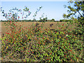 Autumnal Hedgerow, near Peartree Green, Essex in CM15 0SP
