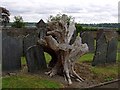 Treestump in St Mary's churchyard in SA43 1BS