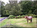 Ponies grazing in the rain, Bramble Hill, New Forest in SO43 7JE