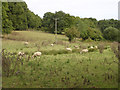 Sheep grazing at Setley Farm, New Forest in SO42 7UH