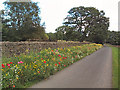 Flower border, High Austby in LS29 0BH