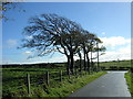 Wind Swept Trees Near East Kilbride in G75 9FD