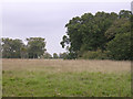 Edge of Roydon Woods and Brockenhurst Park, New Forest in SO42 7UB