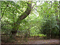 Roydon Woods, south of Brockenhurst Park, New Forest in SO42 7UB
