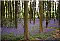 Cleeve: bluebell wood in BS40 5PR