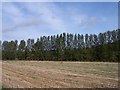Poplar Trees lining the banks of the River Teme in WR6 6PG