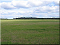 Farmland NW of Barton, Cambs in CB23 7BA