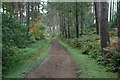 Footpath through Delamere Forest in CW6 0TF