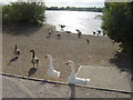 Waterfowl on Branston Water Park in DE13 9GD