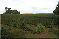 Field of currant bushes at Battle Ridge in Newent & Taynton Ward