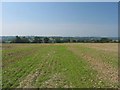 Fields with Rolvenden beyond in TN30 6TU