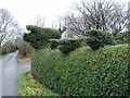 Topiary pigs in SY6 7EX