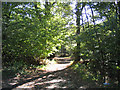 Bridleway, College Wood, near Blackmore in CM4 0PG