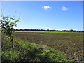 Farmland on the Blackmore-Writtle road in CM4 0PY