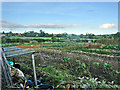 Allotments, Welby Lane near Ab Kettleby, Leicestershire in LE14 3HS