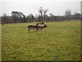 Deer in Normanby Hall in DN15 9HX