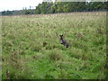 Wallaby at Whipsnade. in LU6 2NW