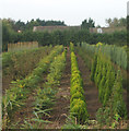 Young shrubs in lines at Langhorn's Lane, Outwell. in PE14 8SH