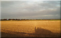 West Head; evening sun of a field of stubble. in PE34 3NJ