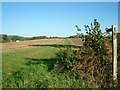 Footpath across the fields in GU6 8QN