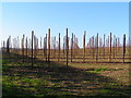 Hop Field, near Horsmonden in TN12 7AA
