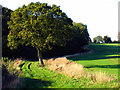 Oak Tree along Wick Lane in RG20 8QW