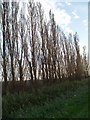 Italian poplars at Emneth Hungate. in PE14 8EN