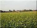 Holly Croft field, looking to Emneth parish church. in PE14 8PJ