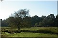 Thursley Common in GU8 6QA