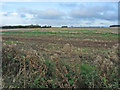 Giant field near Brock Hill in LE14 4SR