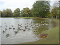 Canada Geese on Newsham Park Lake in L13 3AZ