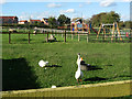 Gorse Hill City Farm, Anstey Road, Leicester in LE3 9EL