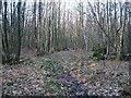 Coppiced Woodland in TN17 2RD