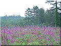 Foxgloves in a cleared area in SO43 7GE