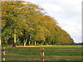 Autumn Trees in Shalden in GU34 5SU