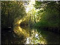 Reflections on the River Lambourn in RG20 8JA