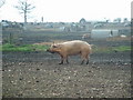 Pigs at Blythburgh in Blythburgh