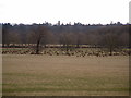 Deer in Windsor Great Park in SL4 2BD