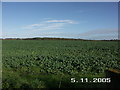 Farm field adjacent to Lisle Court, Lymington, Hants in SO41 5SH