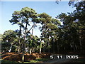 Norleywood Inclosure, New Forest National Park, Hants in SO41 5RU