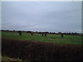 Horses in a field in BS24 8ER