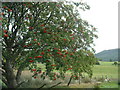 Rowan at Wythop in Wythop